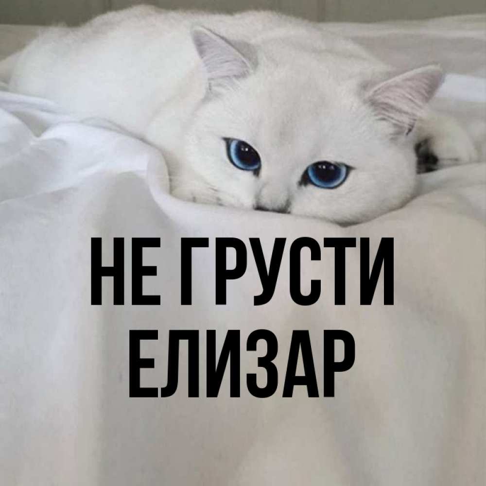 Открытка на каждый день с именем, Елизар Не грусти Голубоглазая кошка Прикольная открытка с пожеланием онлайн скачать бесплатно 