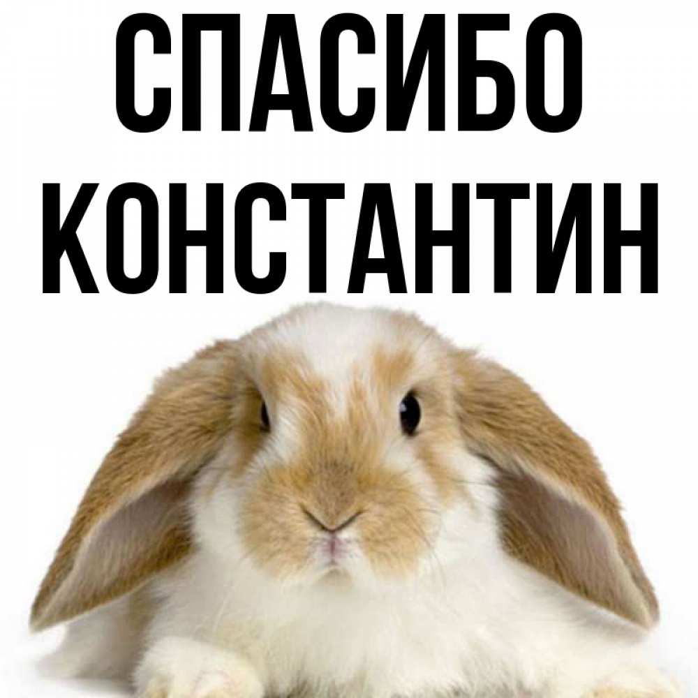 Открытка на каждый день с именем, Константин Спасибо коричнево белый заяц Прикольная открытка с пожеланием онлайн скачать бесплатно 