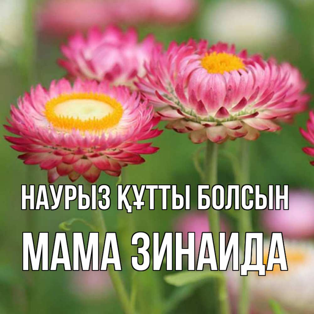 Открытка на каждый день с именем, Мама-Зинаида Наурыз құтты болсын подарок на международный женский день Прикольная открытка с пожеланием онлайн скачать бесплатно 