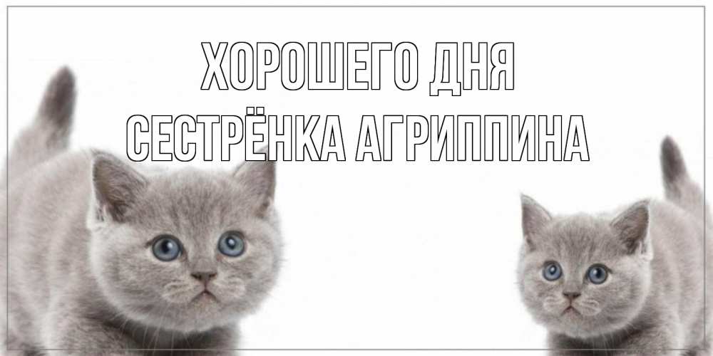 Открытка на каждый день с именем, Сестрёнка-Агриппина Хорошего дня открытка с котами Прикольная открытка с пожеланием онлайн скачать бесплатно 