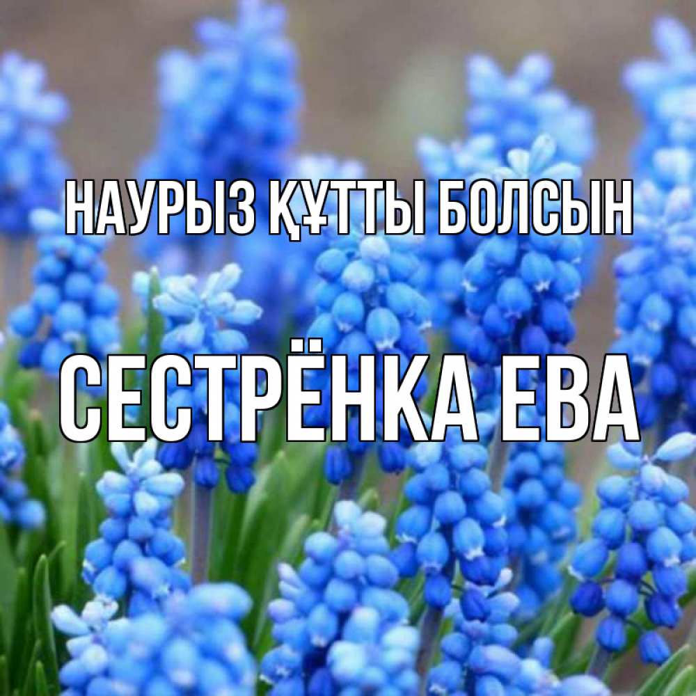 Открытка на каждый день с именем, Сестрёнка-Ева Наурыз құтты болсын Поздравительная открытка для женщин с цветами на праздничную дату Прикольная открытка с пожеланием онлайн скачать бесплатно 