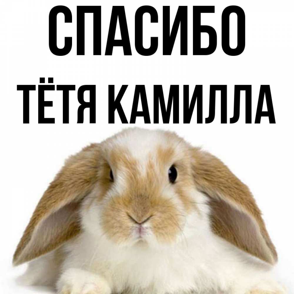 Открытка на каждый день с именем, Тётя-Камилла Спасибо коричнево белый заяц Прикольная открытка с пожеланием онлайн скачать бесплатно 