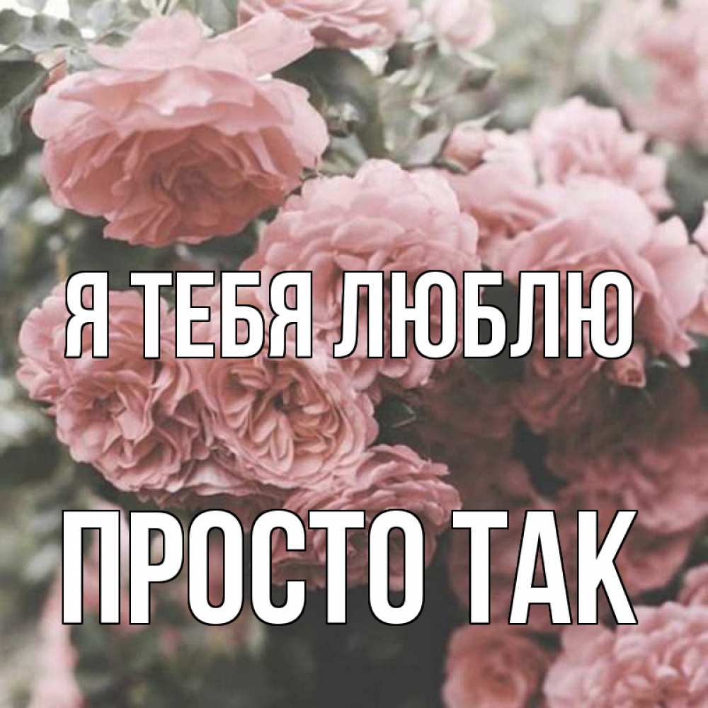 Открытка на каждый день с именем, просто-так Я тебя люблю розы 3 Прикольная открытка с пожеланием онлайн скачать бесплатно 