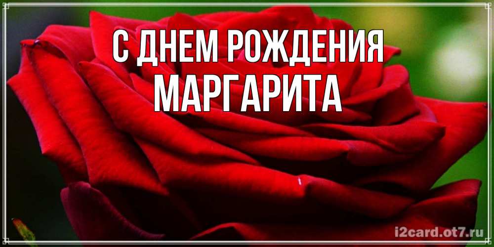 Открытка на каждый день с именем, МАРГАРИТА С днем рождения розочка очень красивая Прикольная открытка с пожеланием онлайн скачать бесплатно 