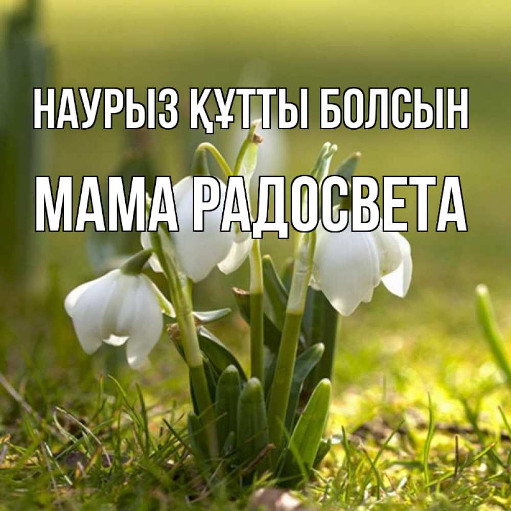 Открытка на каждый день с именем, Мама-Радосвета Наурыз құтты болсын ранние цветы 2 Прикольная открытка с пожеланием онлайн скачать бесплатно 