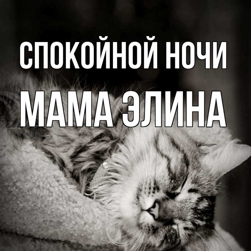 Открытка на каждый день с именем, Мама-Элина Спокойной ночи котярик пушистый Прикольная открытка с пожеланием онлайн скачать бесплатно 
