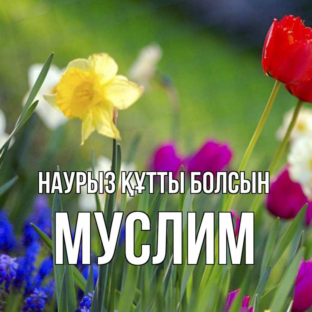 Открытка на каждый день с именем, Муслим Наурыз құтты болсын наурыз  3 открытки Прикольная открытка с пожеланием онлайн скачать бесплатно 
