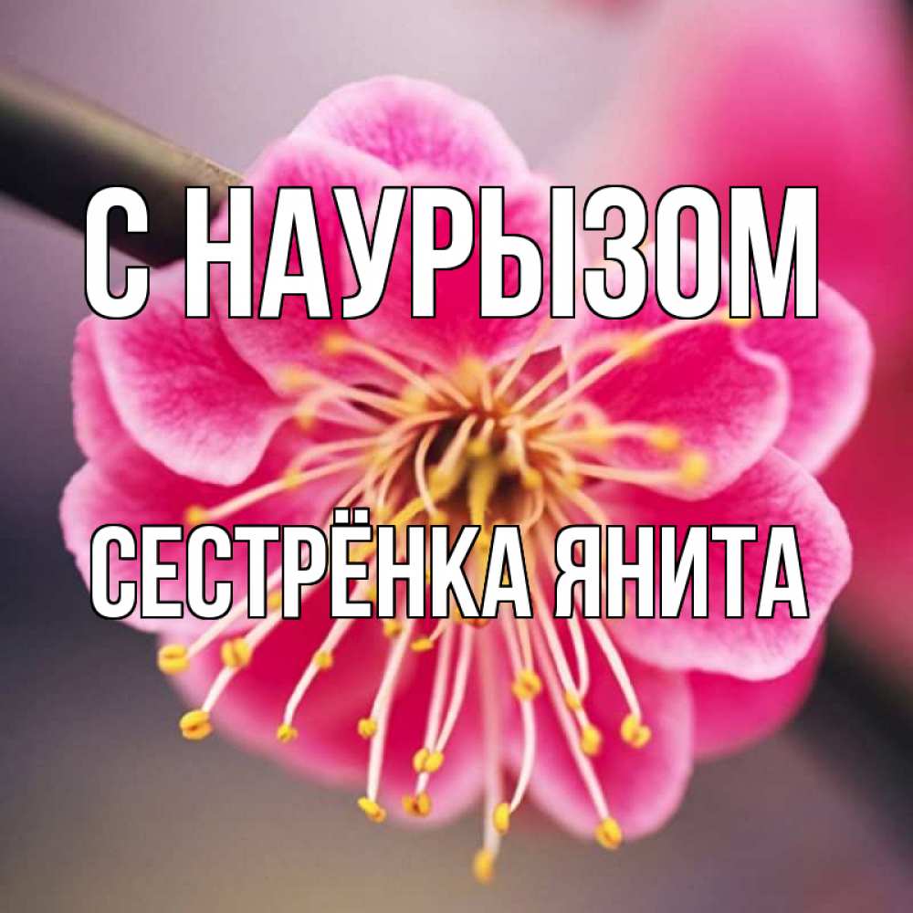 Открытка на каждый день с именем, Сестрёнка-Янита С наурызом цветы Прикольная открытка с пожеланием онлайн скачать бесплатно 