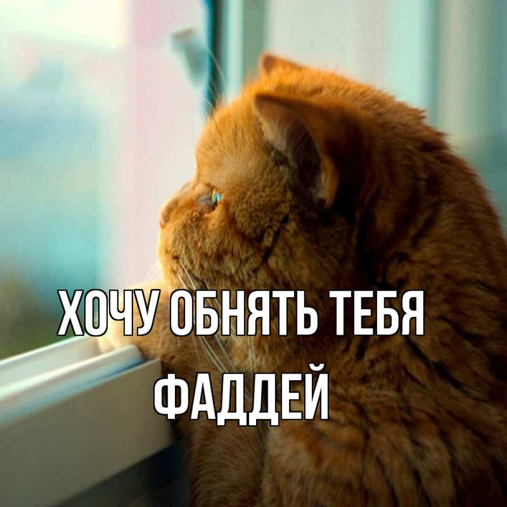 Открытка на каждый день с именем, Фаддей Хочу обнять тебя большой огромный рыжий котяра Прикольная открытка с пожеланием онлайн скачать бесплатно 