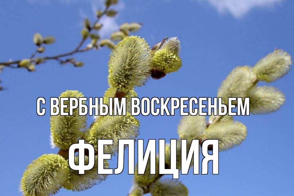 Открытка на каждый день с именем, Фелиция С вербным воскресеньем верба Прикольная открытка с пожеланием онлайн скачать бесплатно 