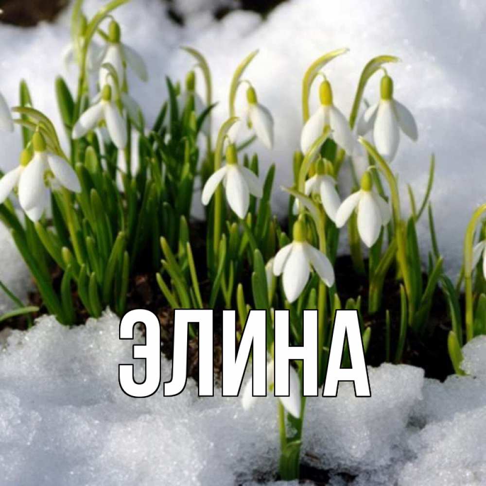 Открытка на каждый день с именем, Элина Главная цветы весенние Прикольная открытка с пожеланием онлайн скачать бесплатно 