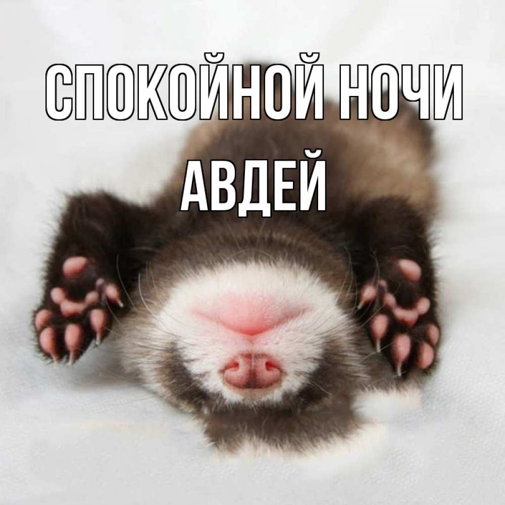 Открытка на каждый день с именем, Авдей Спокойной ночи зверек Прикольная открытка с пожеланием онлайн скачать бесплатно 