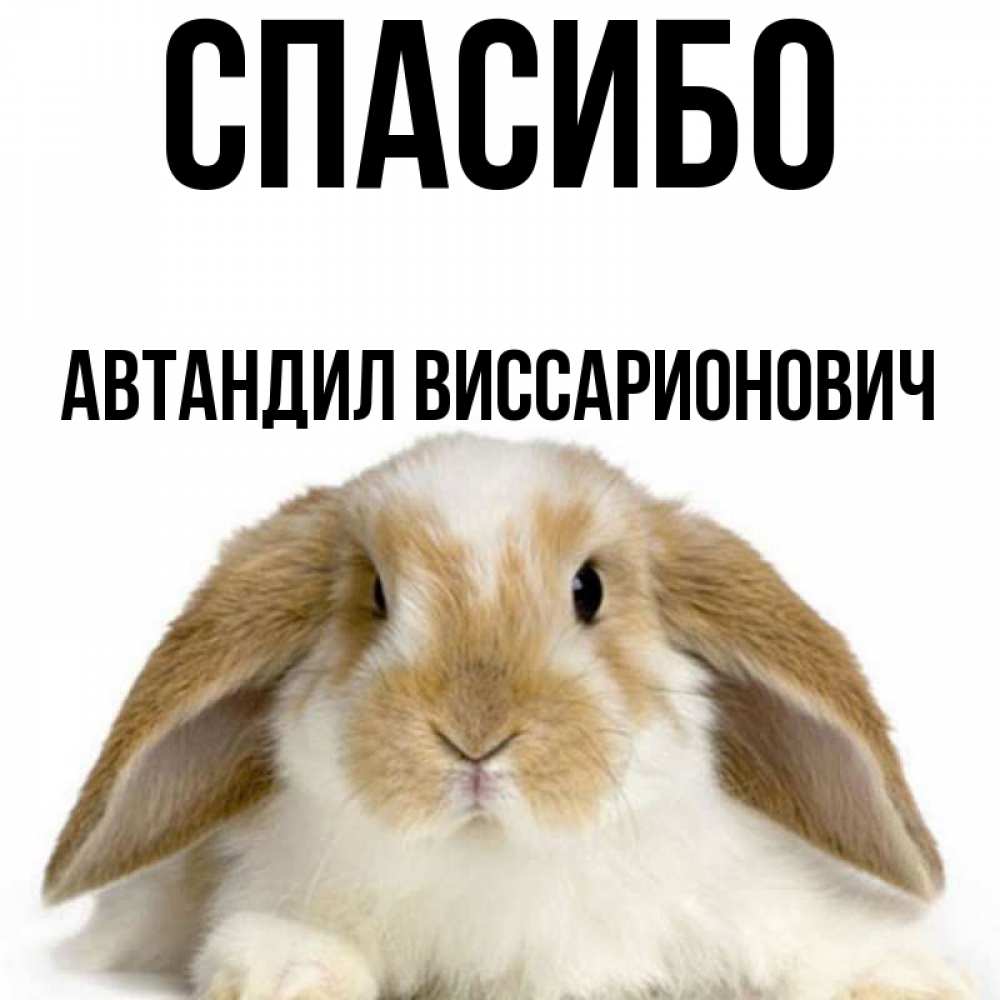 Заяц Благодарит