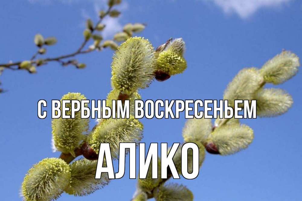 Открытка на каждый день с именем, Алико С вербным воскресеньем верба Прикольная открытка с пожеланием онлайн скачать бесплатно 