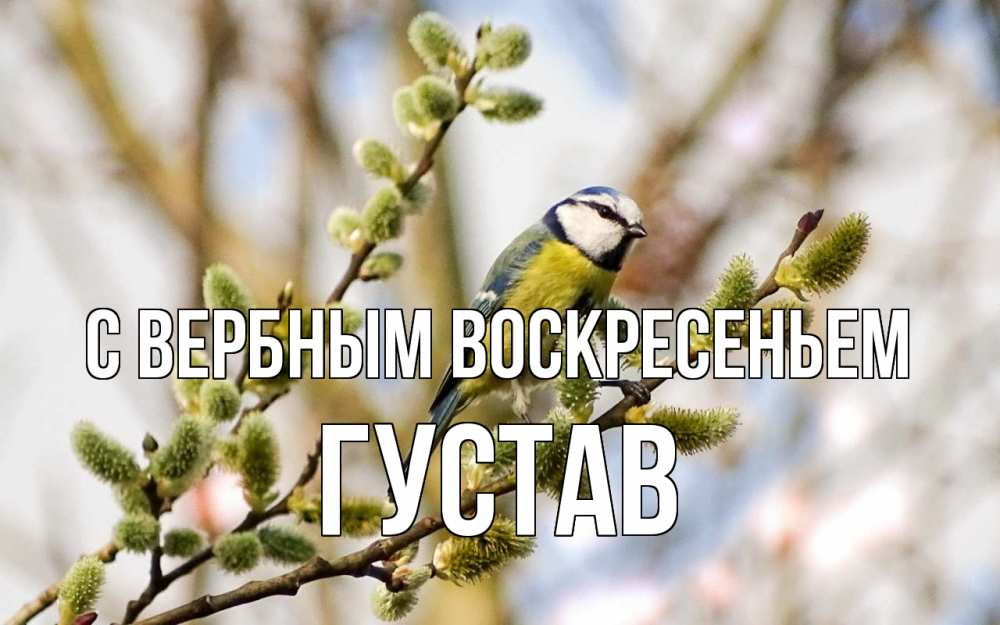 Открытка на каждый день с именем, Густав С вербным воскресеньем верба Прикольная открытка с пожеланием онлайн скачать бесплатно 