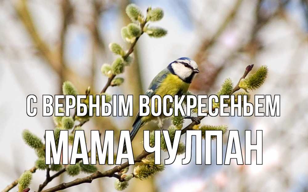 Открытка на каждый день с именем, Мама-Чулпан С вербным воскресеньем верба Прикольная открытка с пожеланием онлайн скачать бесплатно 