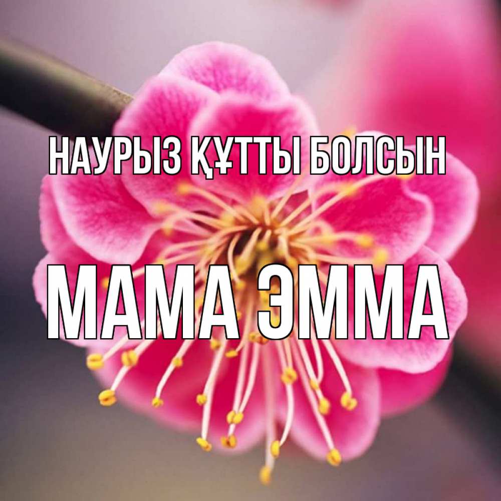 Открытка на каждый день с именем, Мама-Эмма Наурыз құтты болсын цветы Прикольная открытка с пожеланием онлайн скачать бесплатно 