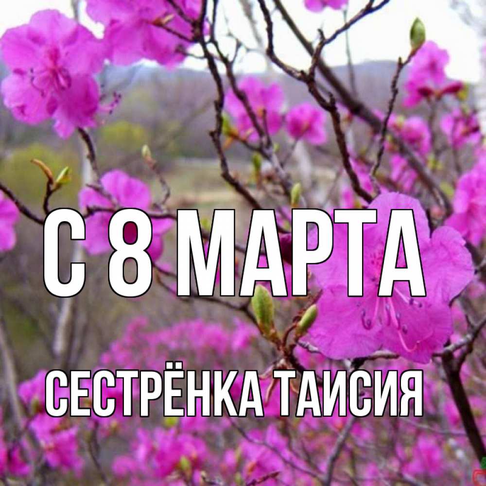 Открытка на каждый день с именем, Сестрёнка-Таисия С 8 МАРТА международный женский день Прикольная открытка с пожеланием онлайн скачать бесплатно 