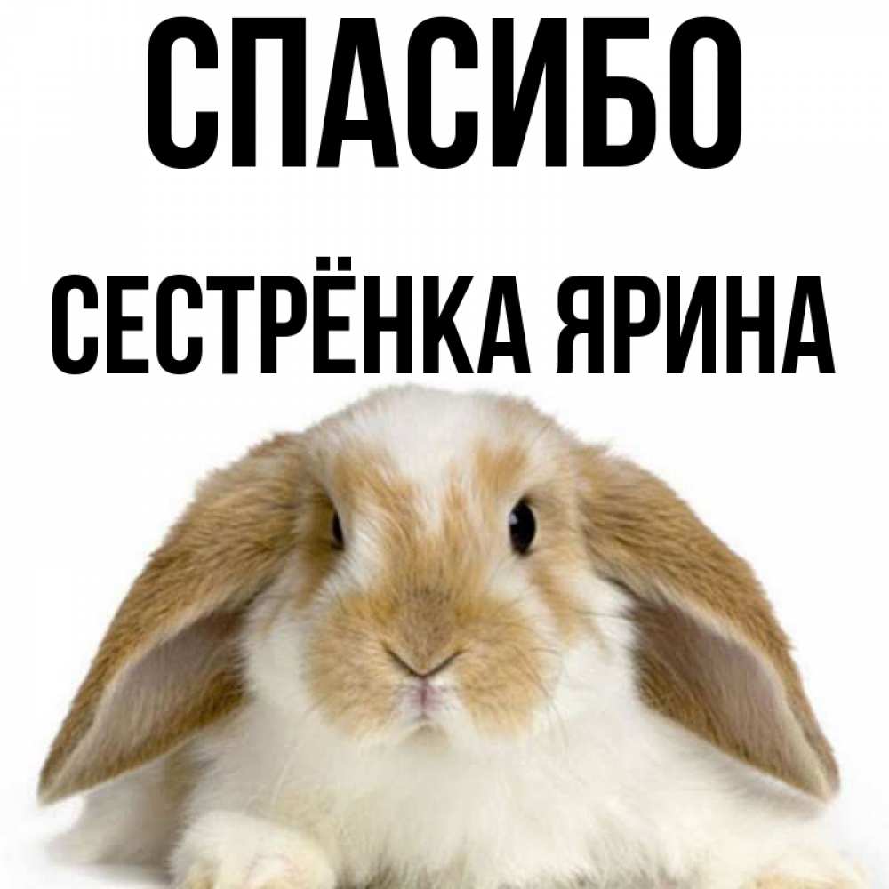 Открытка на каждый день с именем, Сестрёнка-Ярина Спасибо коричнево белый заяц Прикольная открытка с пожеланием онлайн скачать бесплатно 
