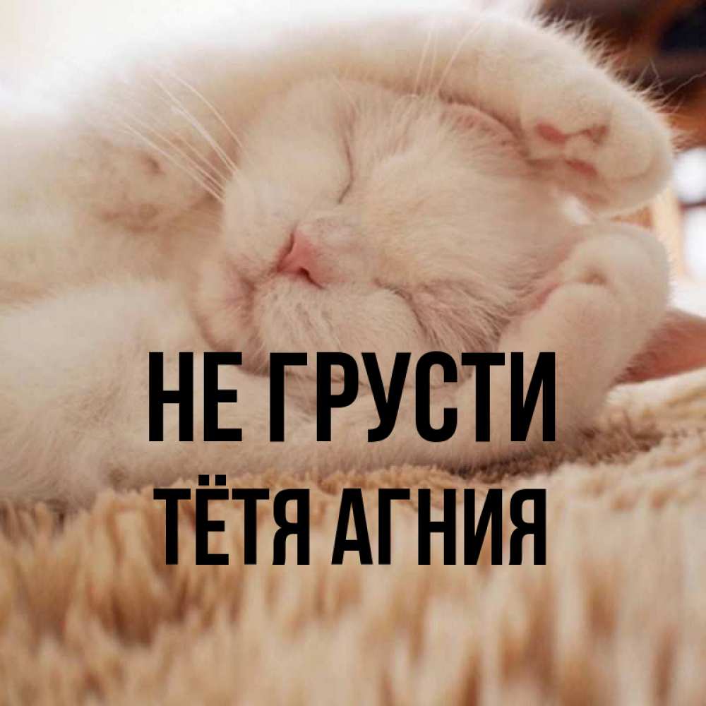 Открытка на каждый день с именем, Тётя-Агния Не грусти Котенок спит Прикольная открытка с пожеланием онлайн скачать бесплатно 