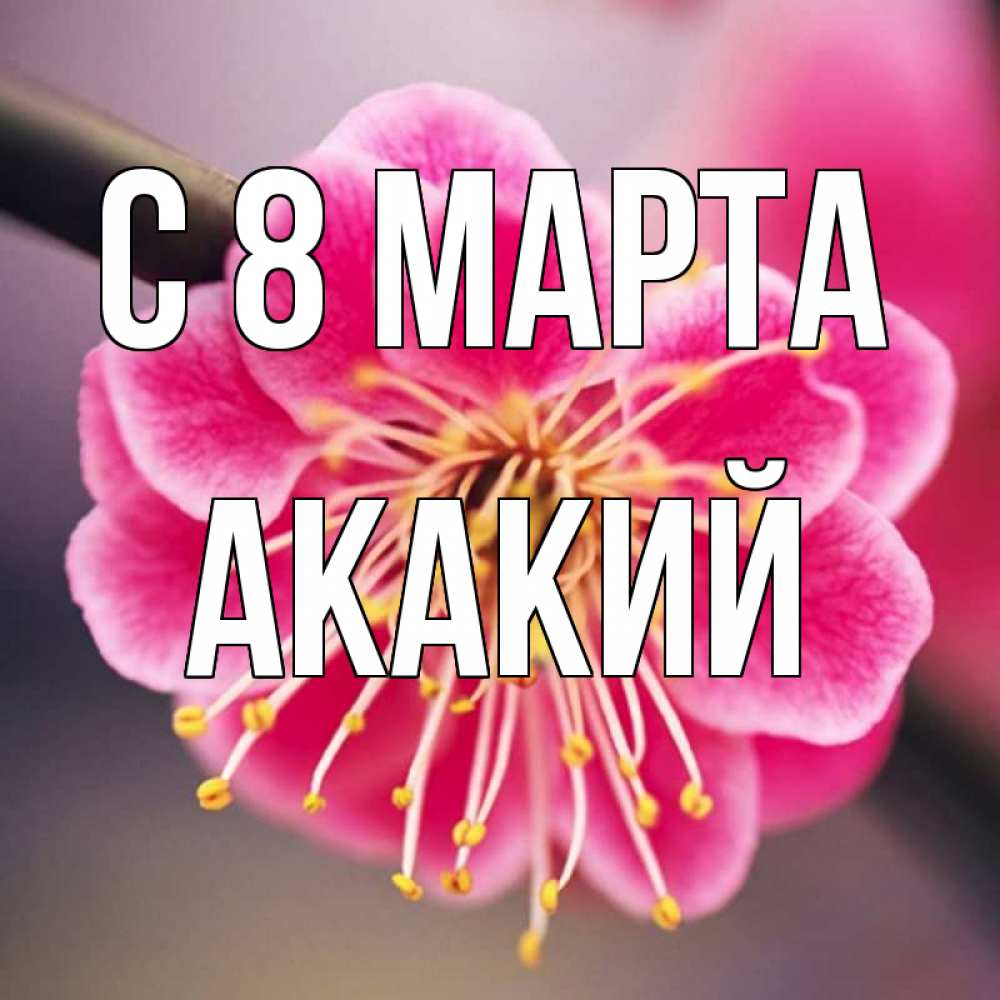 Открытка на каждый день с именем, Акакий С 8 МАРТА цветы Прикольная открытка с пожеланием онлайн скачать бесплатно 