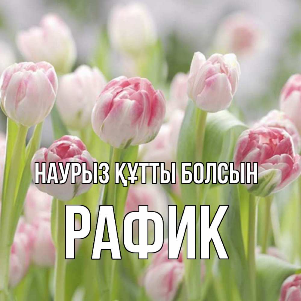 Открытка на каждый день с именем, Рафик Наурыз құтты болсын цветы Прикольная открытка с пожеланием онлайн скачать бесплатно 