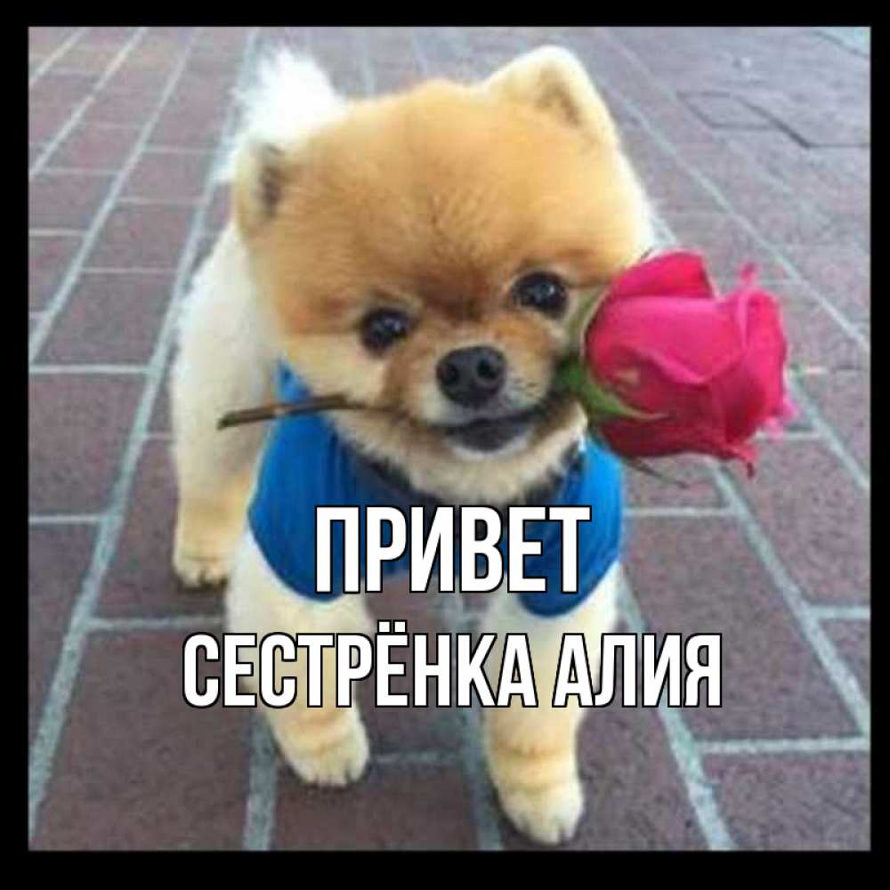 Открытка на каждый день с именем, Сестрёнка-Алия Привет роза в зубах у собаки Прикольная открытка с пожеланием онлайн скачать бесплатно 
