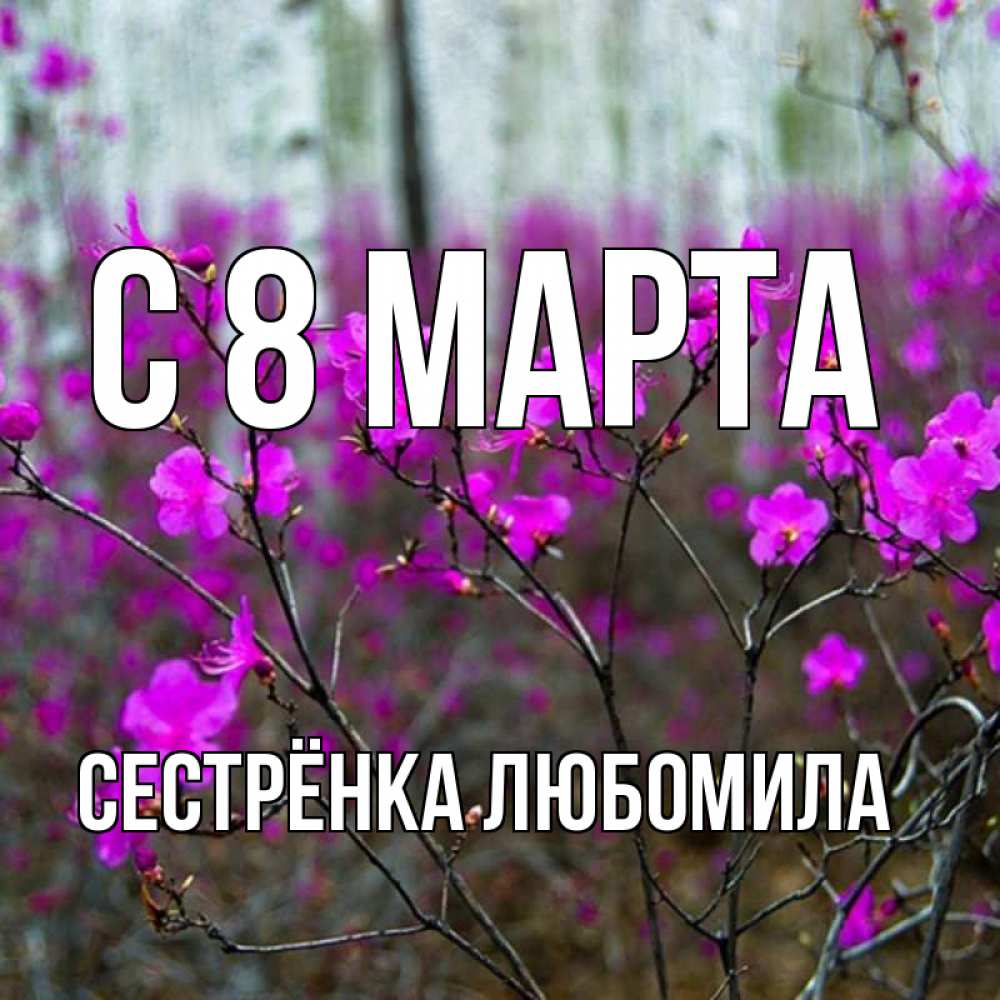 Открытка на каждый день с именем, Сестрёнка-Любомила С 8 МАРТА дикие цветы Прикольная открытка с пожеланием онлайн скачать бесплатно 