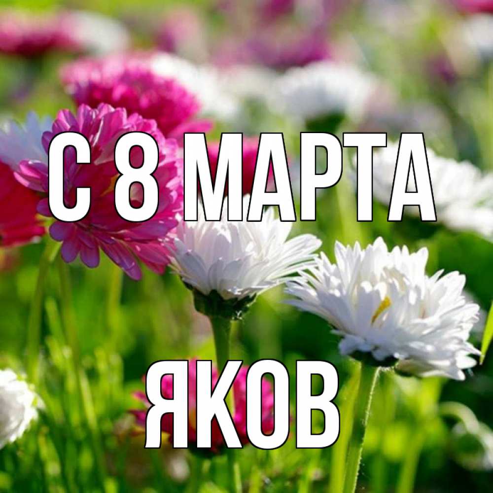 Открытка на каждый день с именем, Яков С 8 МАРТА международный женский день 1 Прикольная открытка с пожеланием онлайн скачать бесплатно 