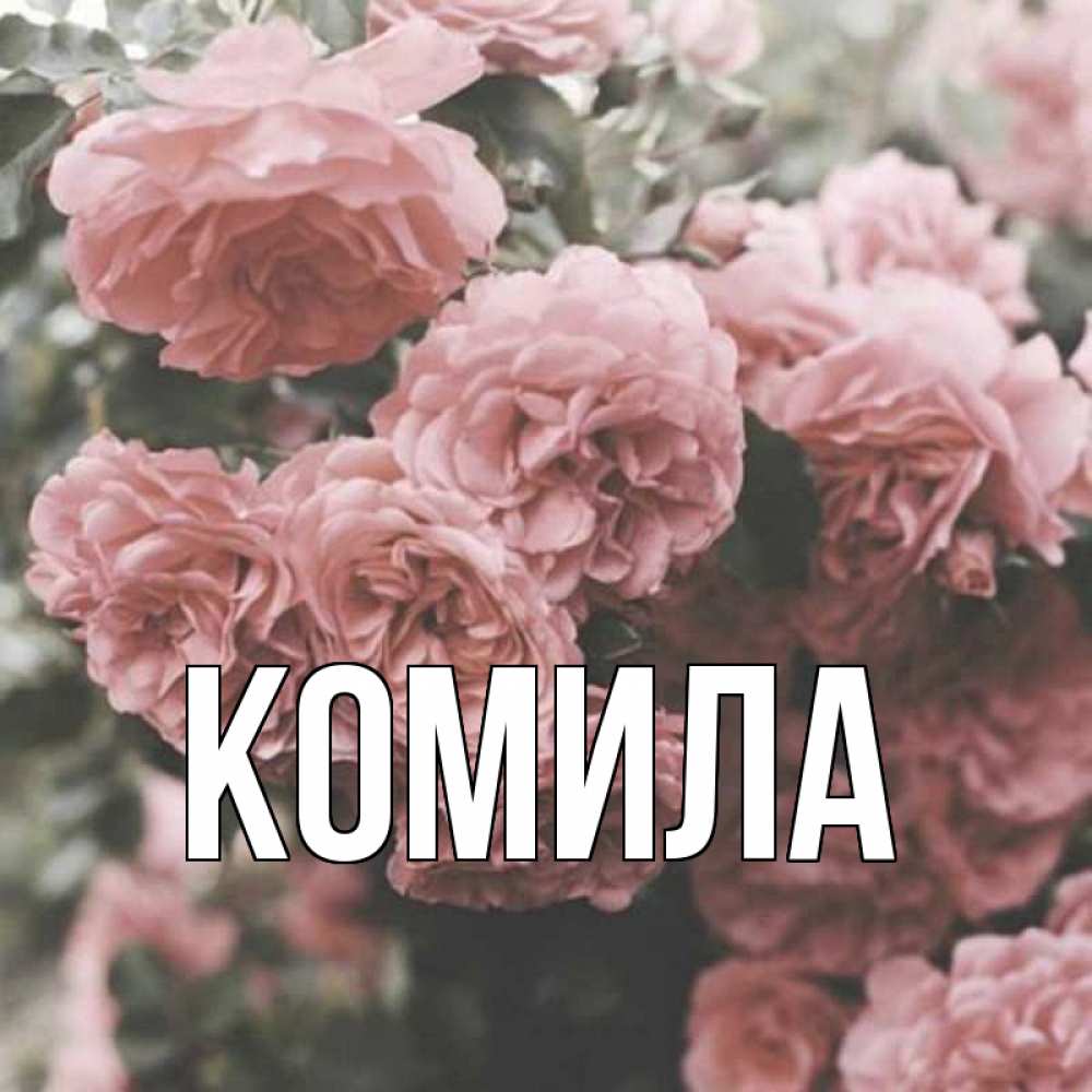 Открытка на каждый день с именем, Комила Главная розы 3 Прикольная открытка с пожеланием онлайн скачать бесплатно 
