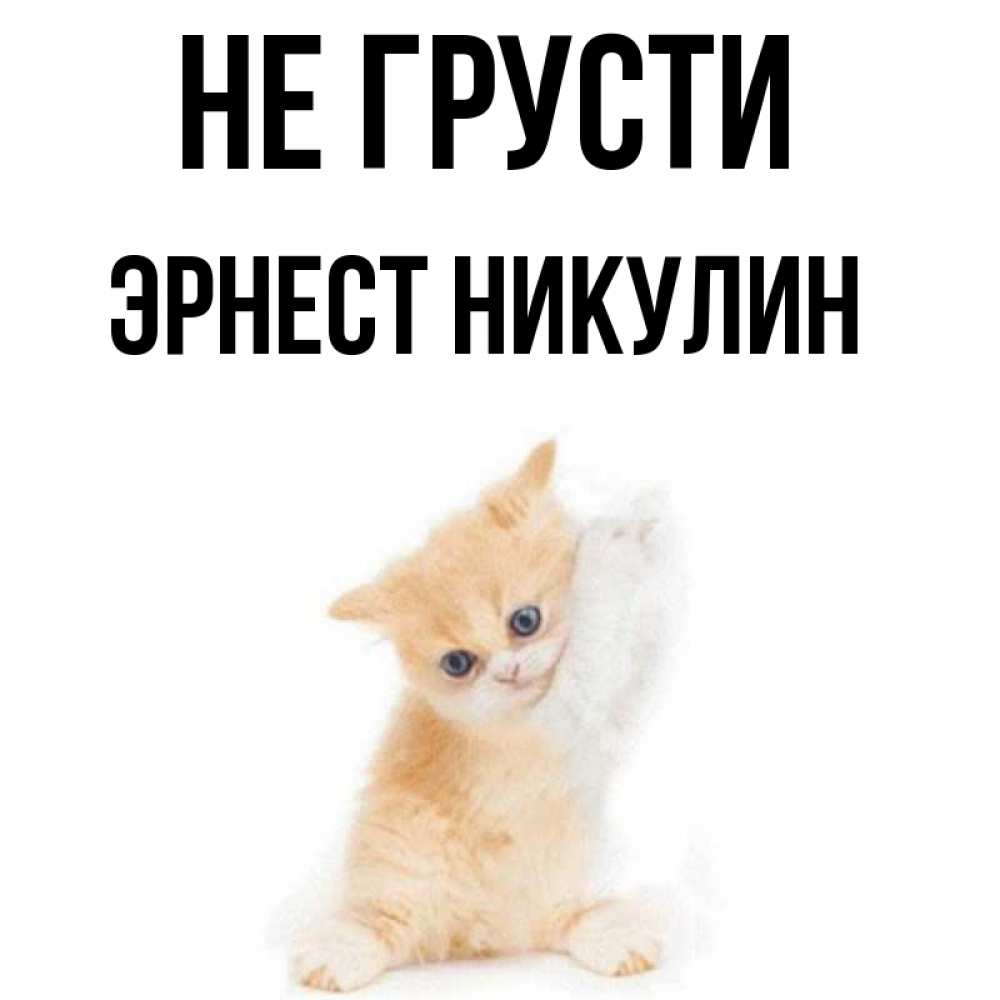 Котик не грусти картинки