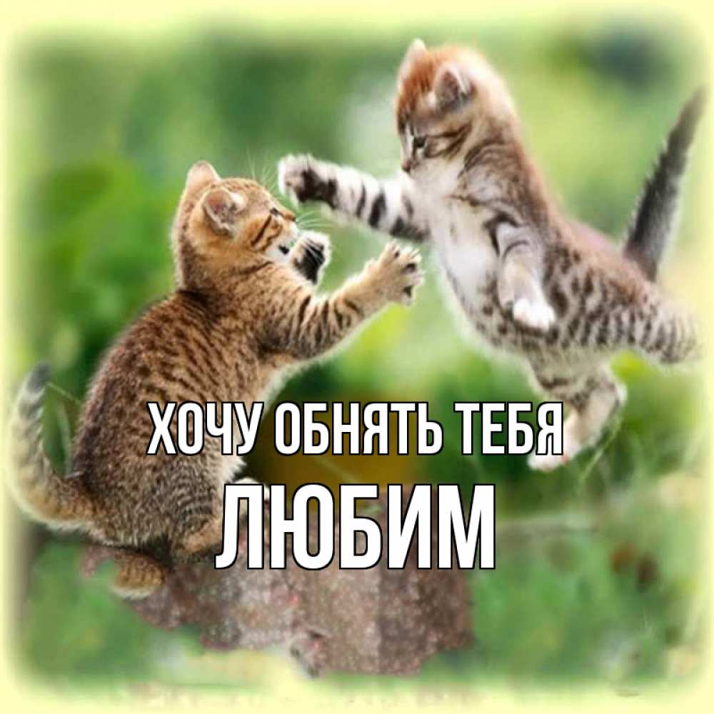 Открытка на каждый день с именем, Любим Хочу обнять тебя игры котят Прикольная открытка с пожеланием онлайн скачать бесплатно 