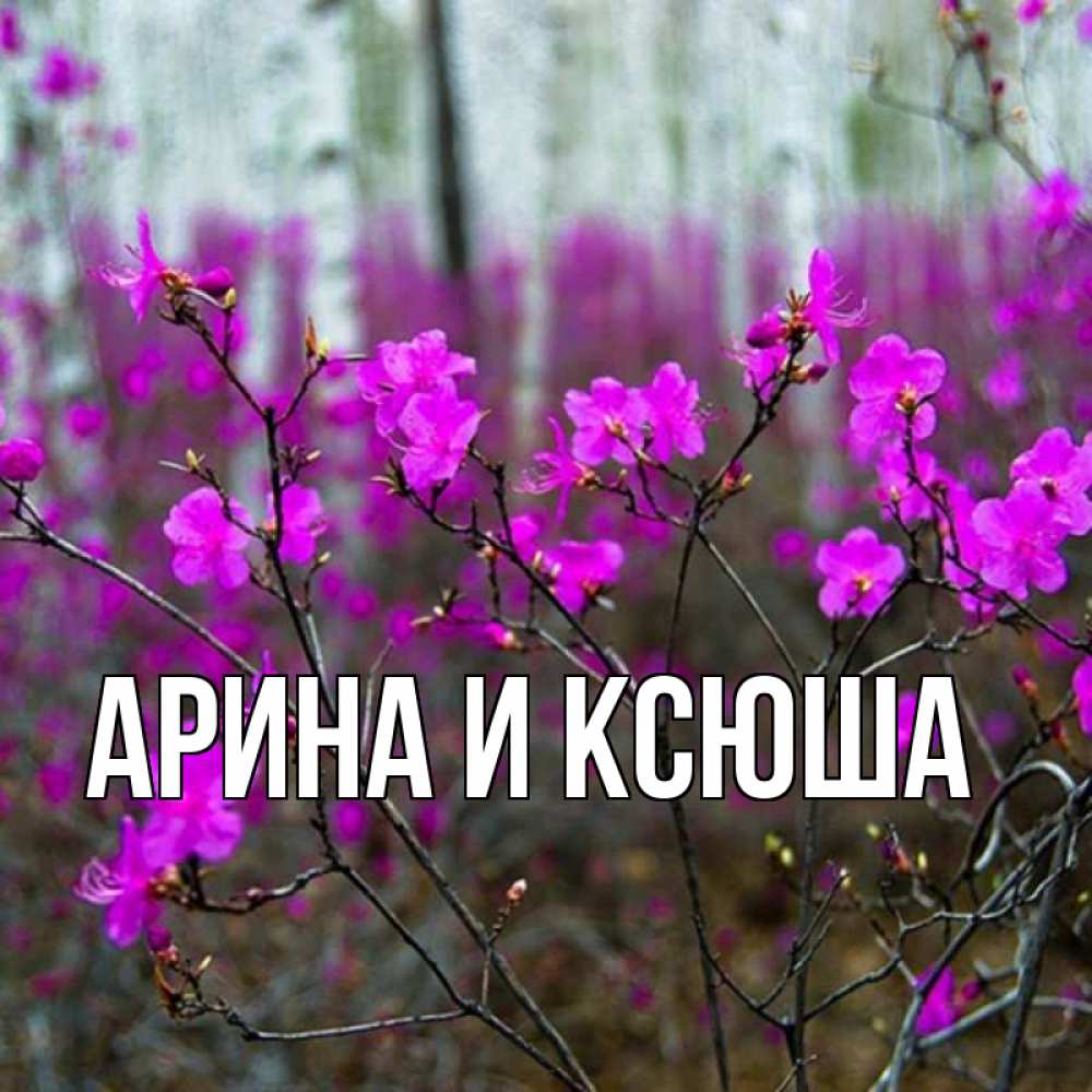 Открытка на каждый день с именем, Арина-и-Ксюша Главная дикие цветы Прикольная открытка с пожеланием онлайн скачать бесплатно 