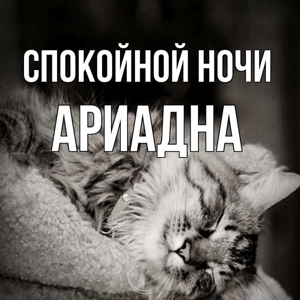 Открытка на каждый день с именем, Ариадна Спокойной ночи котярик пушистый Прикольная открытка с пожеланием онлайн скачать бесплатно 