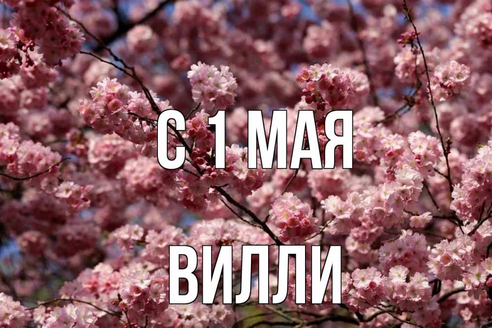 Открытка на каждый день с именем, Вилли С 1 мая С 1 мая Прикольная открытка с пожеланием онлайн скачать бесплатно 