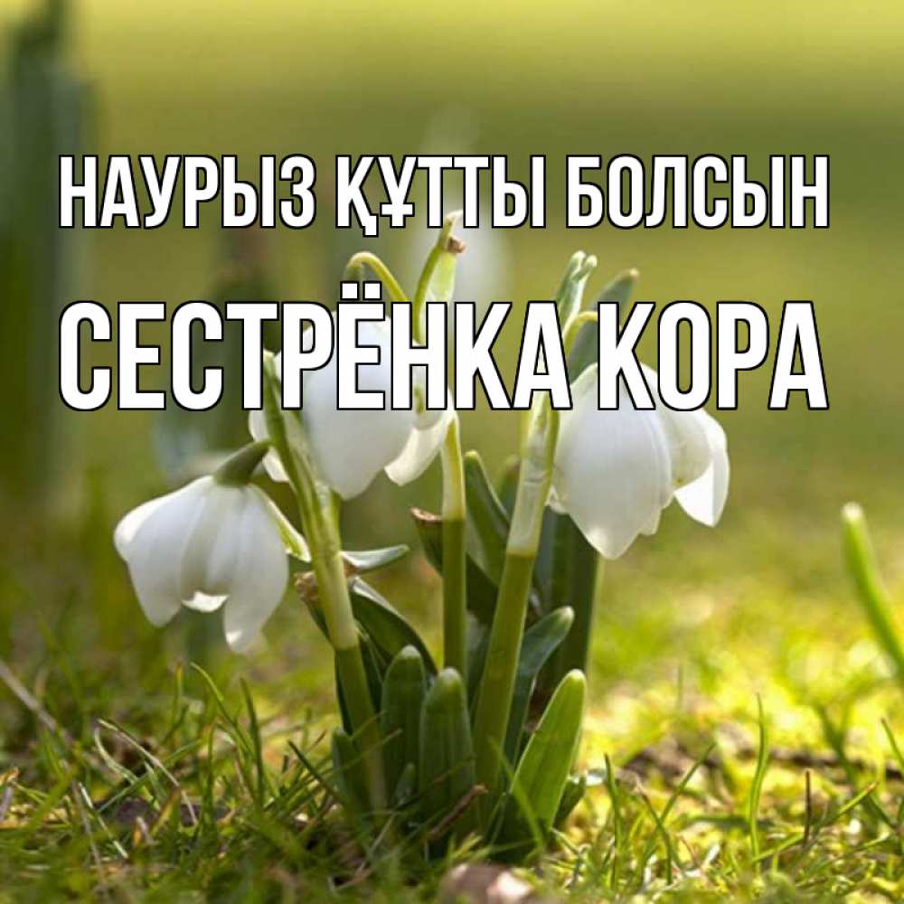 Открытка на каждый день с именем, Сестрёнка-Кора Наурыз құтты болсын ранние цветы 2 Прикольная открытка с пожеланием онлайн скачать бесплатно 