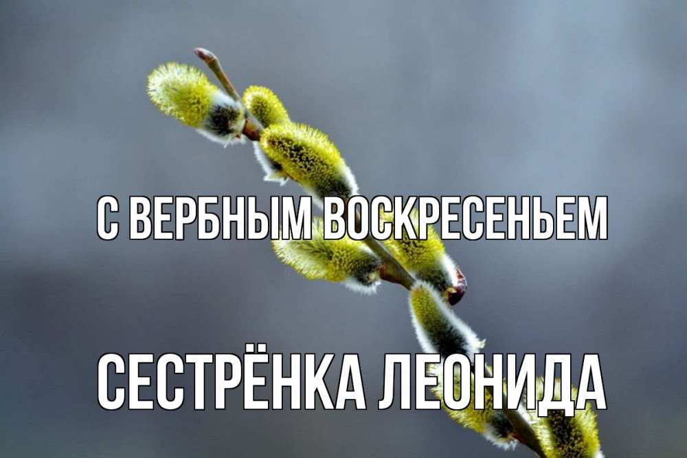 Открытка на каждый день с именем, Сестрёнка-Леонида С вербным воскресеньем верба Прикольная открытка с пожеланием онлайн скачать бесплатно 