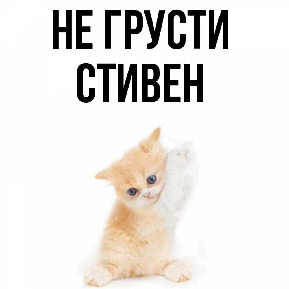 Открытка на каждый день с именем, Стивен Не грусти просящий кот Прикольная открытка с пожеланием онлайн скачать бесплатно 