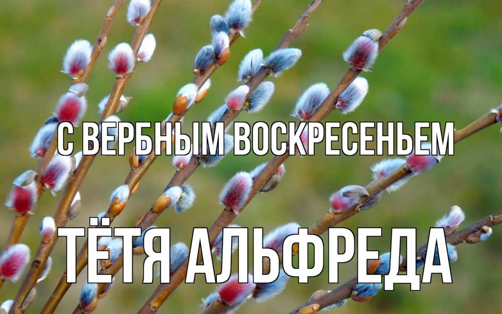 Открытка на каждый день с именем, Тётя-Альфреда С вербным воскресеньем верба Прикольная открытка с пожеланием онлайн скачать бесплатно 