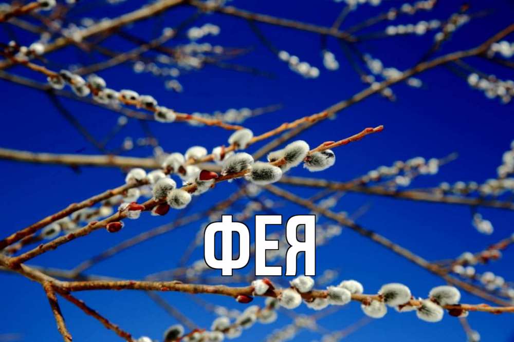 Открытка на каждый день с именем, Фея Главная верба Прикольная открытка с пожеланием онлайн скачать бесплатно 