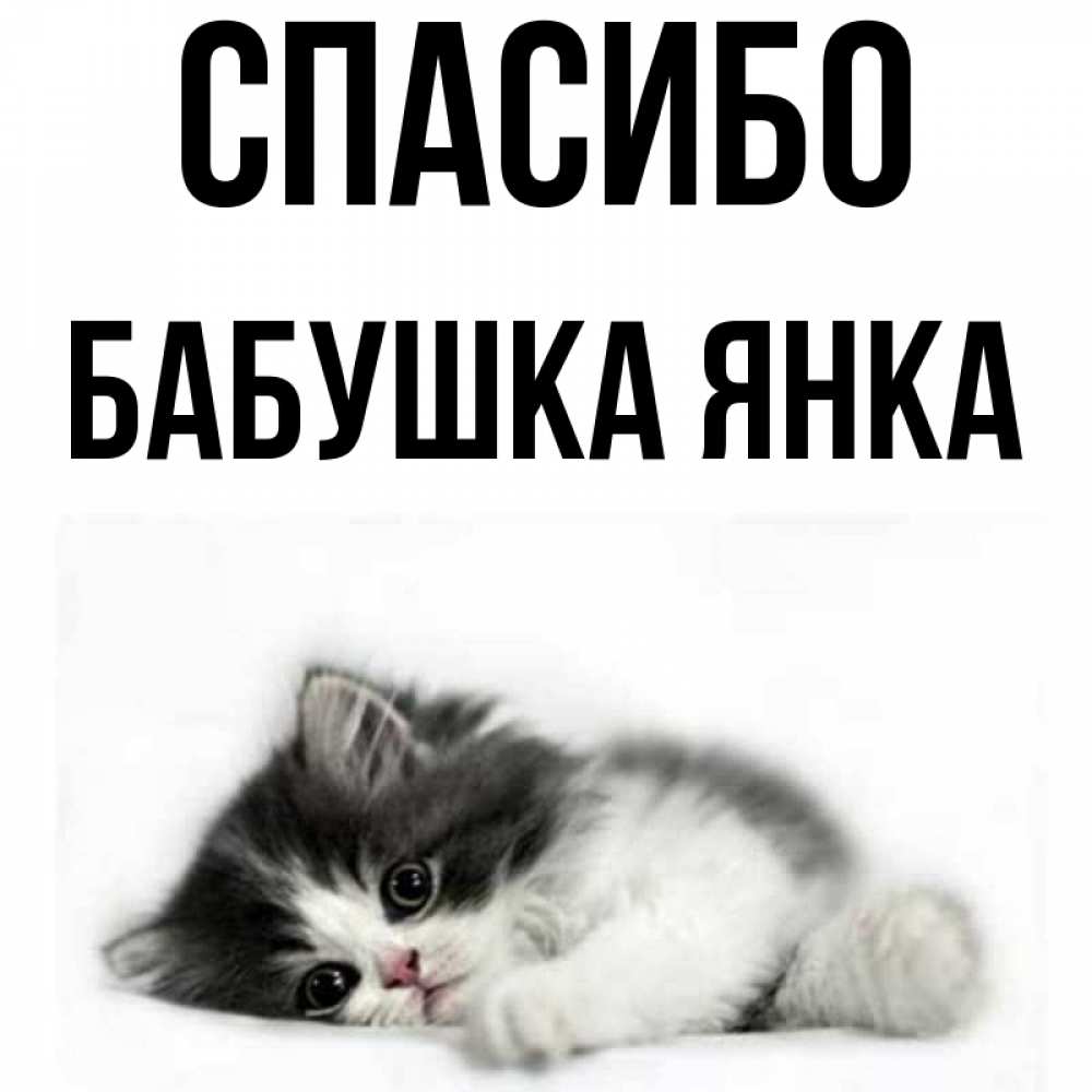 Открытка на каждый день с именем, Бабушка-Янка Спасибо черный и белый кот Прикольная открытка с пожеланием онлайн скачать бесплатно 