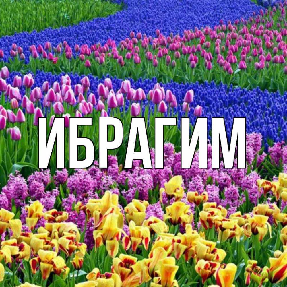 Открытка на каждый день с именем, Ибрагим Главная цветы Прикольная открытка с пожеланием онлайн скачать бесплатно 