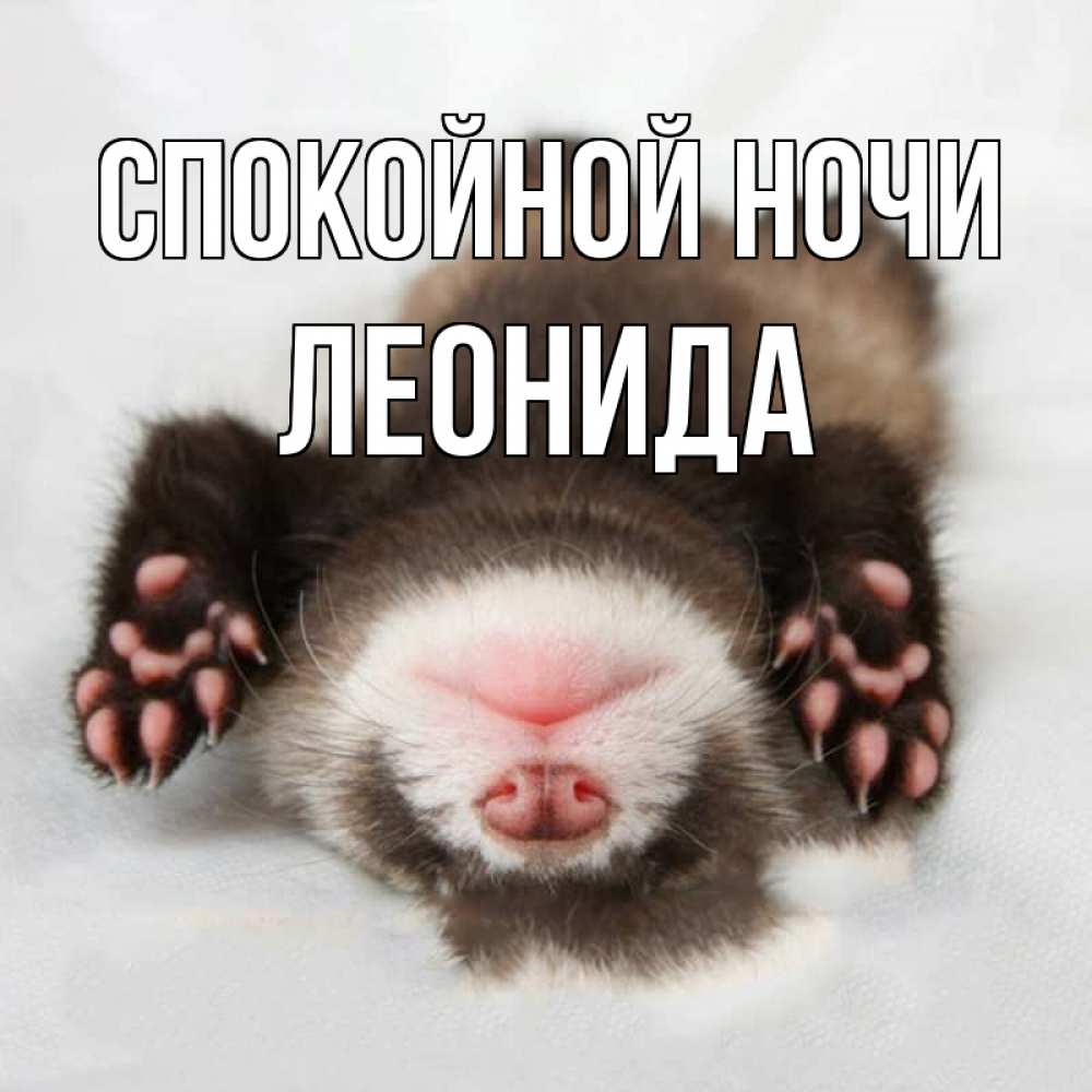 Открытка на каждый день с именем, Леонида Спокойной ночи зверек Прикольная открытка с пожеланием онлайн скачать бесплатно 