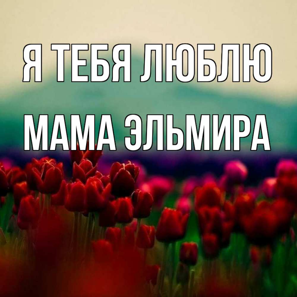 Открытка на каждый день с именем, Мама-Эльмира Я тебя люблю тюльпаны 4 Прикольная открытка с пожеланием онлайн скачать бесплатно 