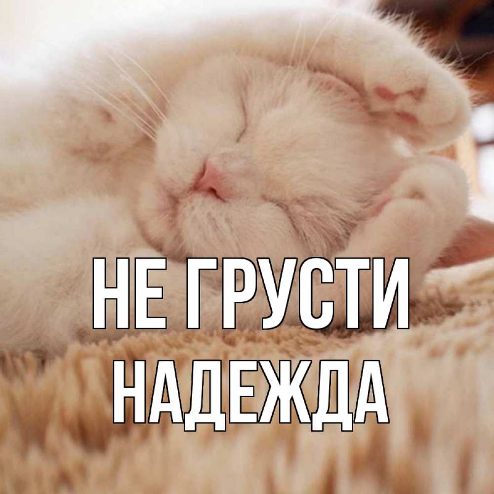 Открытка на каждый день с именем, Надежда Не грусти белый кот Прикольная открытка с пожеланием онлайн скачать бесплатно 