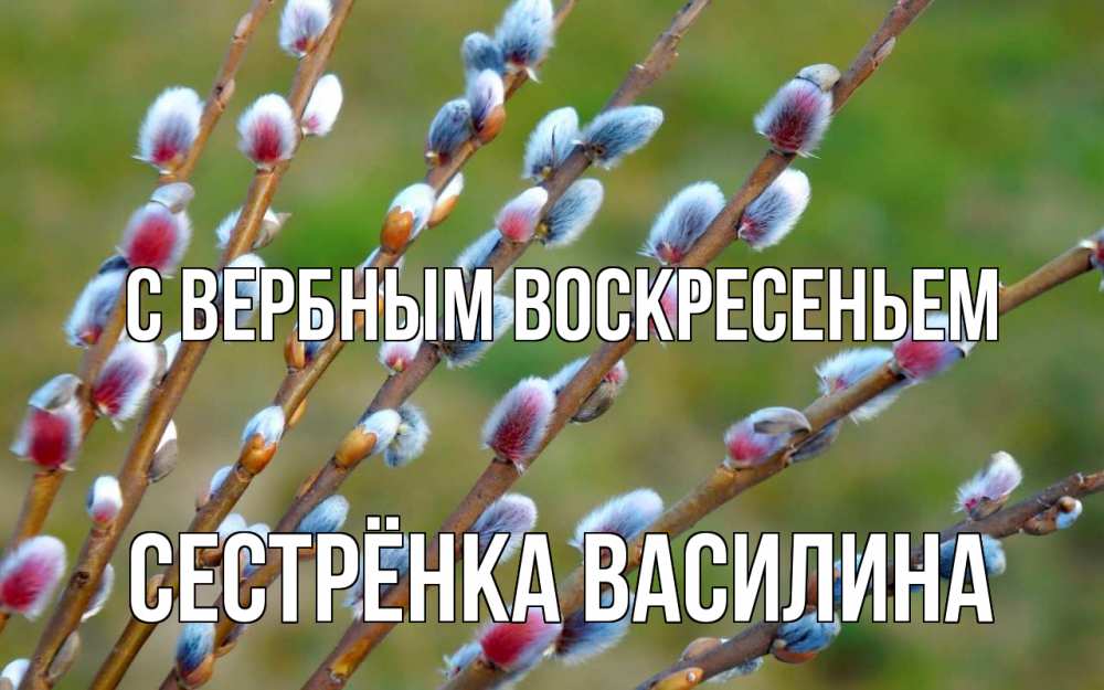 Открытка на каждый день с именем, Сестрёнка-Василина С вербным воскресеньем верба Прикольная открытка с пожеланием онлайн скачать бесплатно 