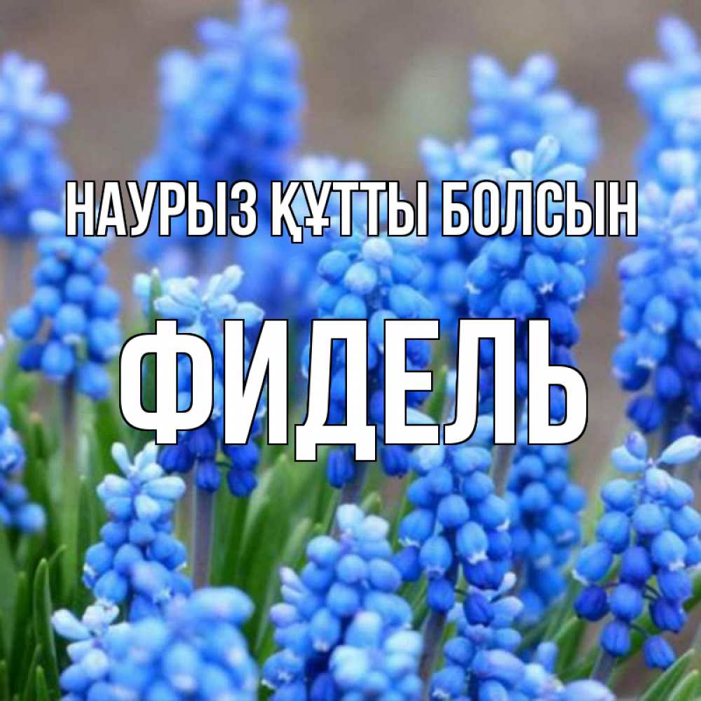 Открытка на каждый день с именем, Фидель Наурыз құтты болсын Поздравительная открытка для женщин с цветами на праздничную дату Прикольная открытка с пожеланием онлайн скачать бесплатно 