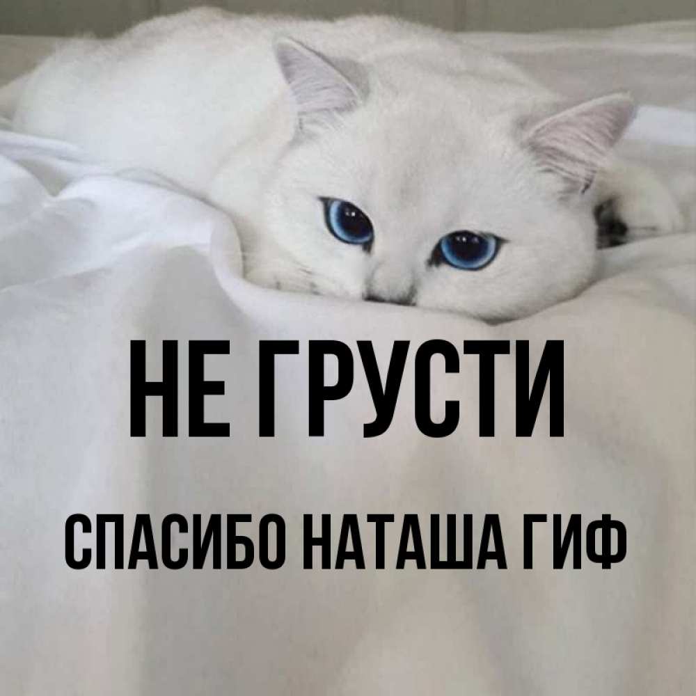 Открытка на каждый день с именем, СПАСИБО-НАТАША-ГИФ Не грусти Голубоглазая кошка Прикольная открытка с пожеланием онлайн скачать бесплатно 