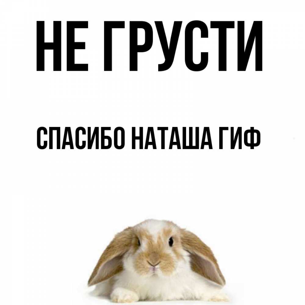 Открытка на каждый день с именем, СПАСИБО-НАТАША-ГИФ Не грусти коричнево белый заяц с большими ушками Прикольная открытка с пожеланием онлайн скачать бесплатно 