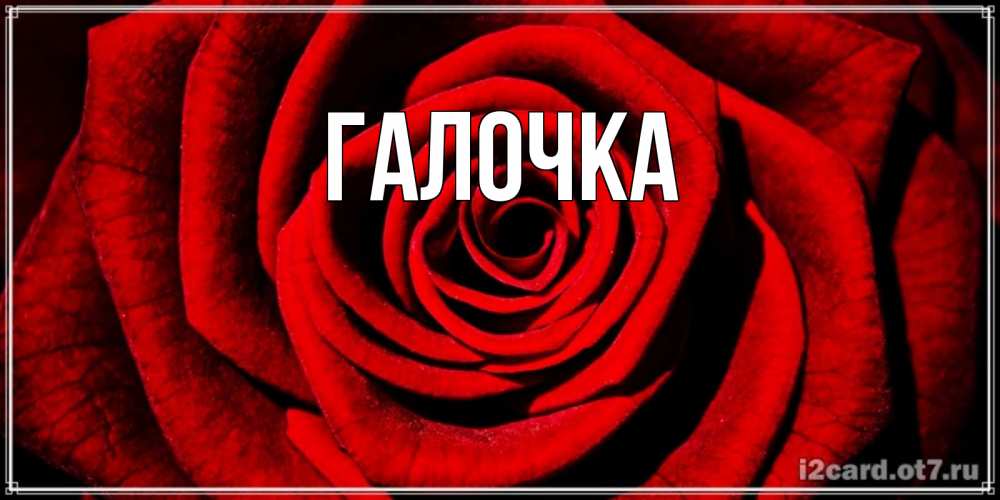 Открытка на каждый день с именем, Галочка Главная алая роза Прикольная открытка с пожеланием онлайн скачать бесплатно 